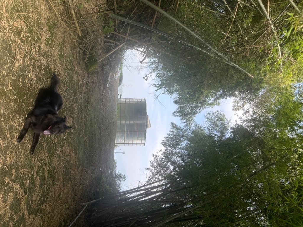 後棟仔山、挑筍古道、大尖山_2920259