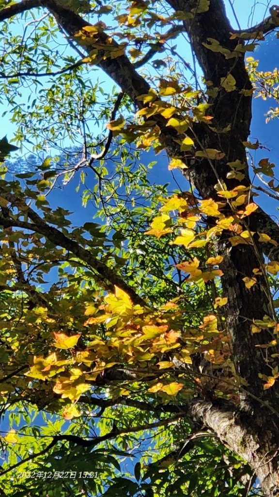 2022霞喀羅古道精華段/養老-白石吊橋賞🍁楓趣_1970423