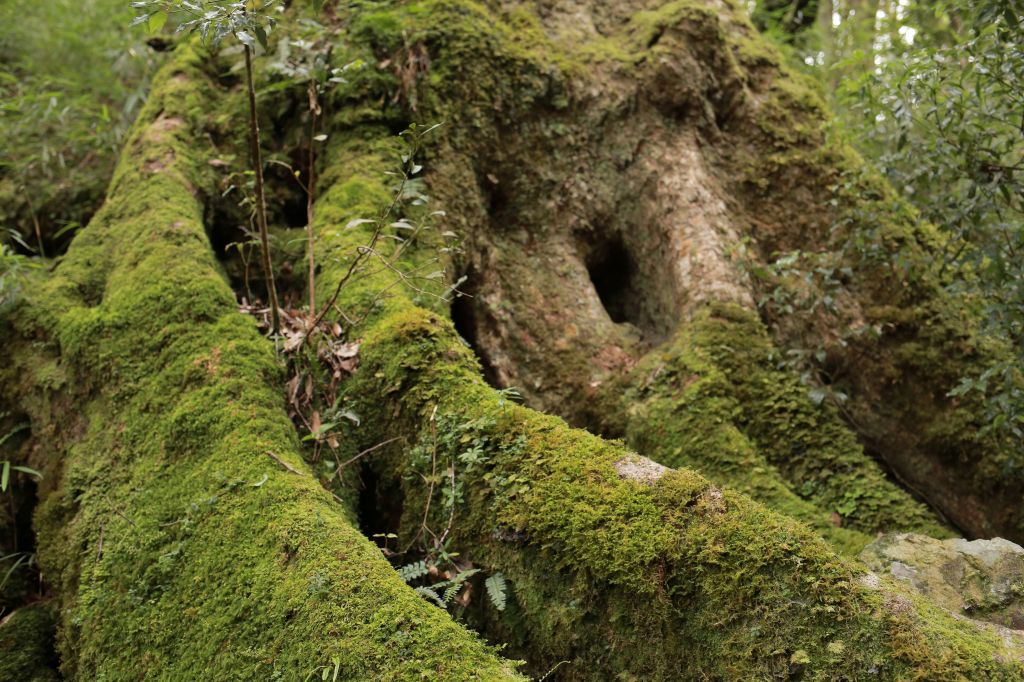 谷關七雄：新山馬崙山_178361