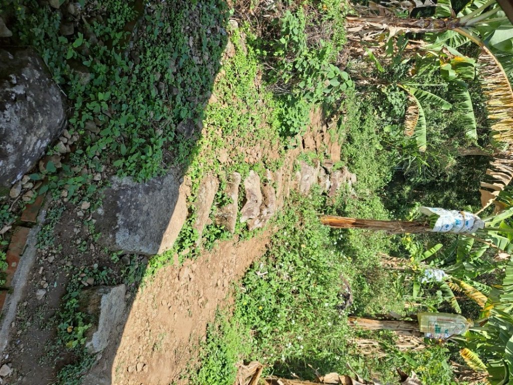20240201故宮-狗殷勤古道-平菁街賞櫻-溪山百年水圳步道-平菁步道_2458405