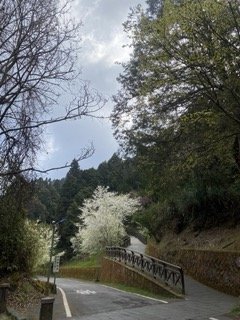 1130306大塔山步道封面圖
