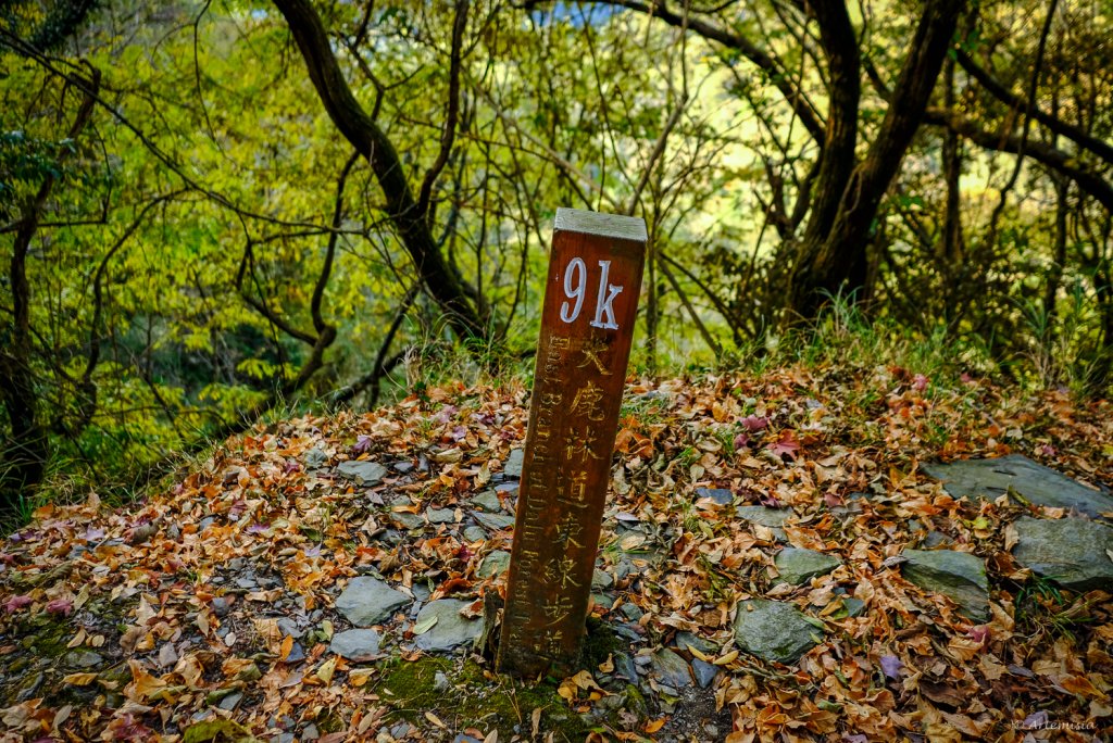 [冬訪大霸聖山岳參行]-大鹿林道東線榆金楓紅與九九山莊精選輯_2974620