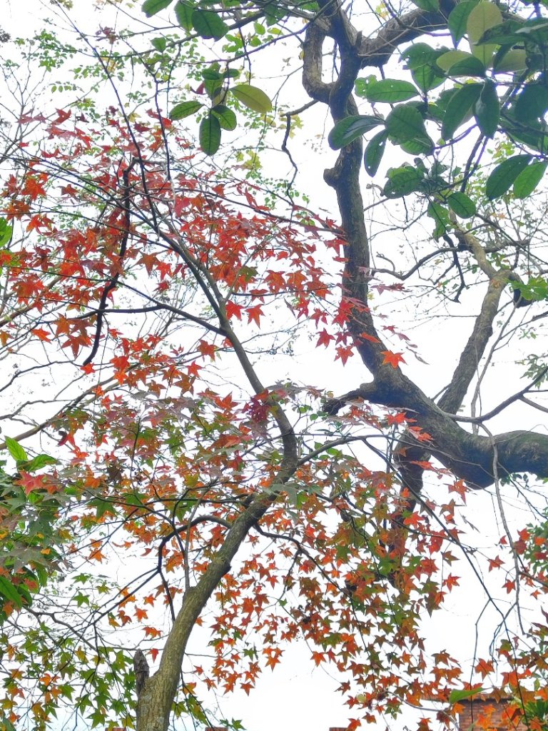 基隆紅獅劉蚵縱走_2979388