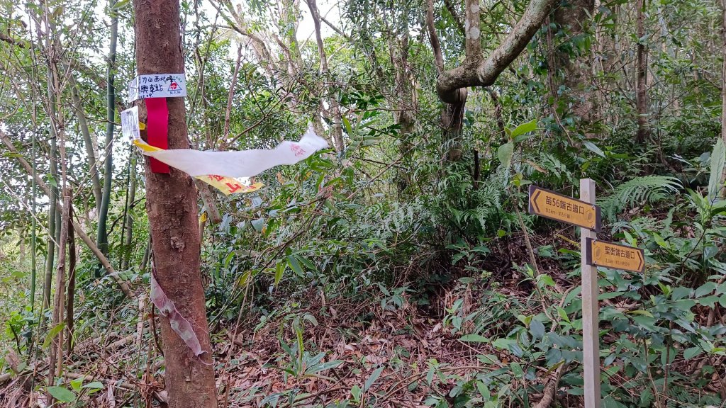 苗栗關刀山/關刀山西北峰（全線打通）_2039995