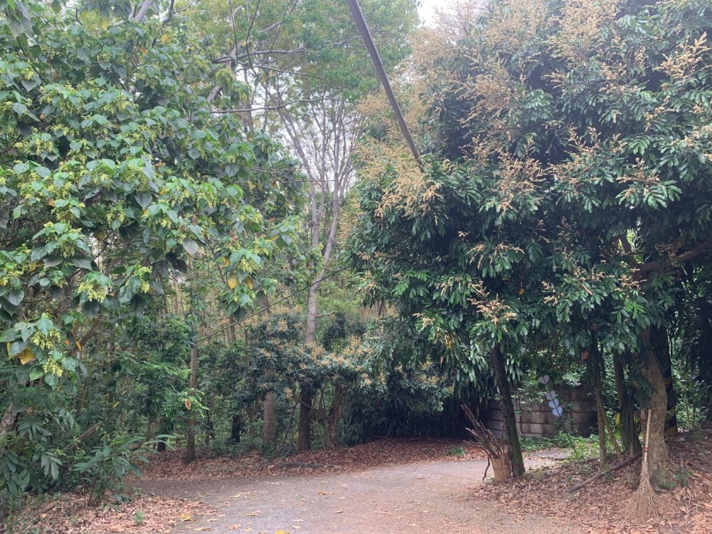 九九峰森林步道_2769052