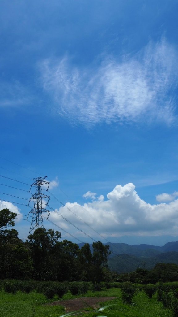 苗栗三義四月雪小徑O型20190713_628242