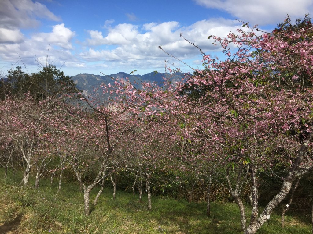 20230122高雄二集團櫻花公園_2014822