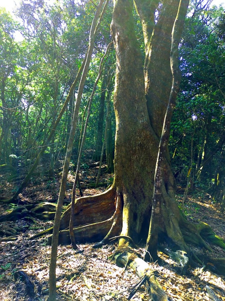 【武令山】廬山六寶_1648573