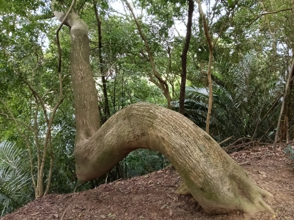 寶山鄉寶山水庫(寶山東峰+中峰+中西峰+西峰+西北峰)+尖山O型_3012496