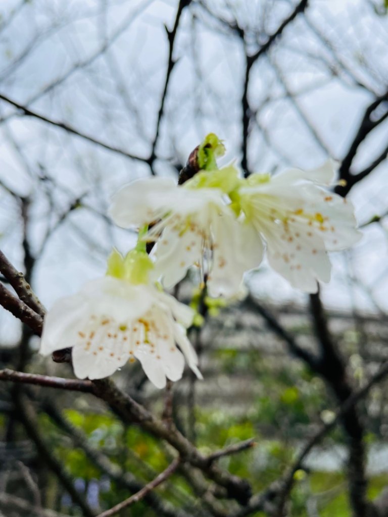 雙湖賞櫻🌸雙獅縱走🦁大小金面山_2709158
