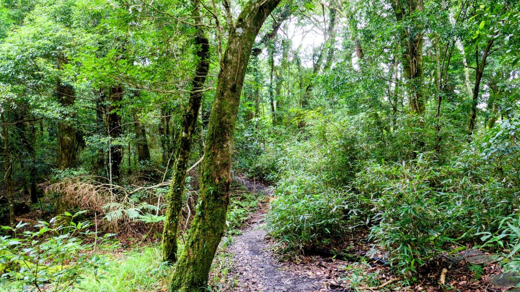 魔幻森林_2882100