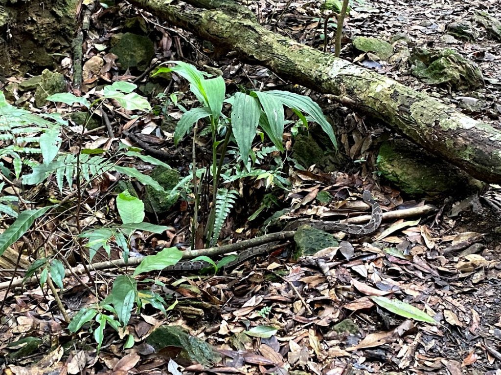 1090919_宸宸_谷關第八雄_阿冷山_1105061