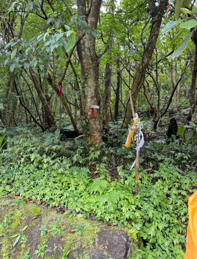 台北縱走第四段訪雙溪山 梅花山與西峰南峰西南峰 碧山_3012825