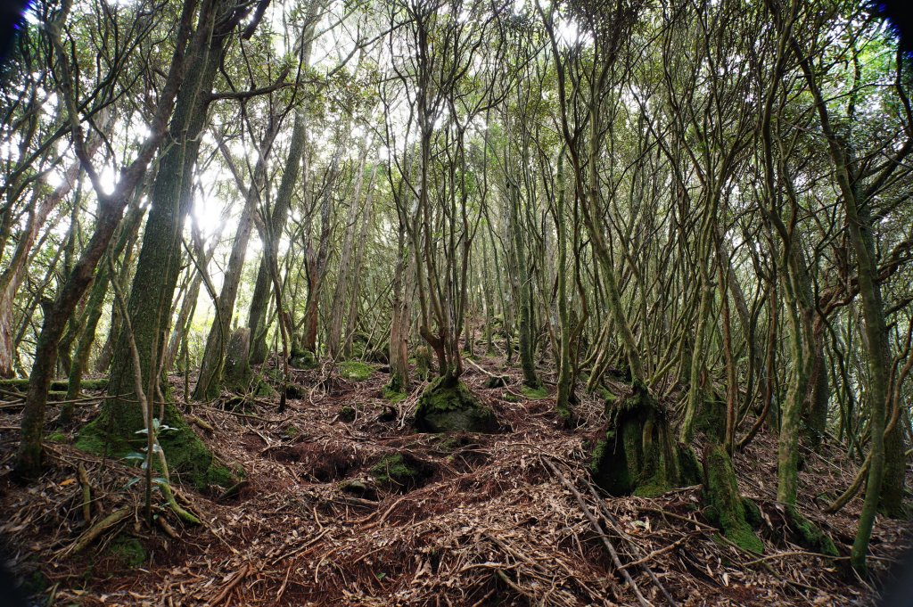 台中 和平 南松鶴山、八仙山、東松鶴山_2877953