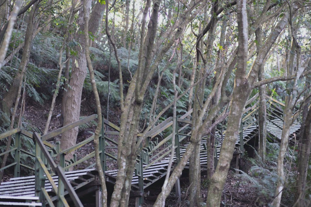 小溪頭環狀步道-四歲小樂的第33座小百岳_1255689