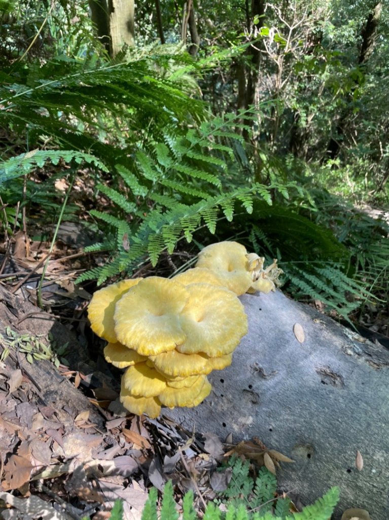 雙十霞喀羅_1484640