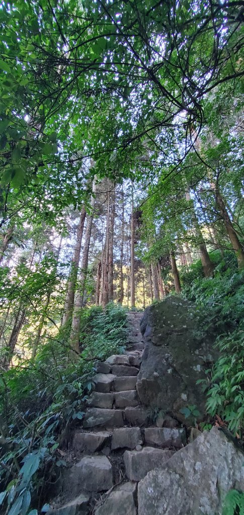 2023-11-25溪頭鳳凰山步道_2360972
