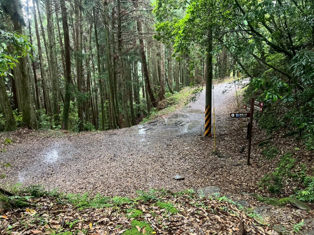 新竹 五峰 觀霧國家森林遊樂區 蜜月小徑+檜山巨木群步道_2811475