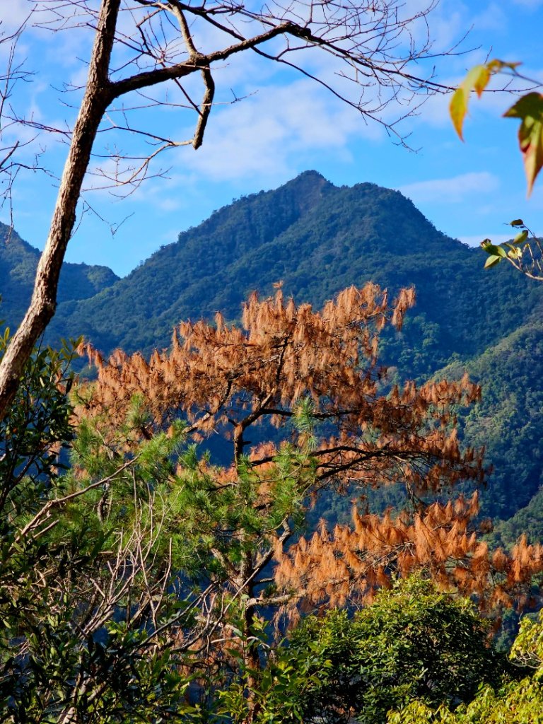 東卯山-谷關七雄(老五)_2991581