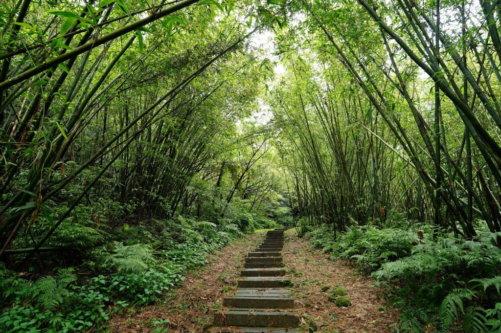 新北 瑞芳 頂子寮山、五分山_2615553