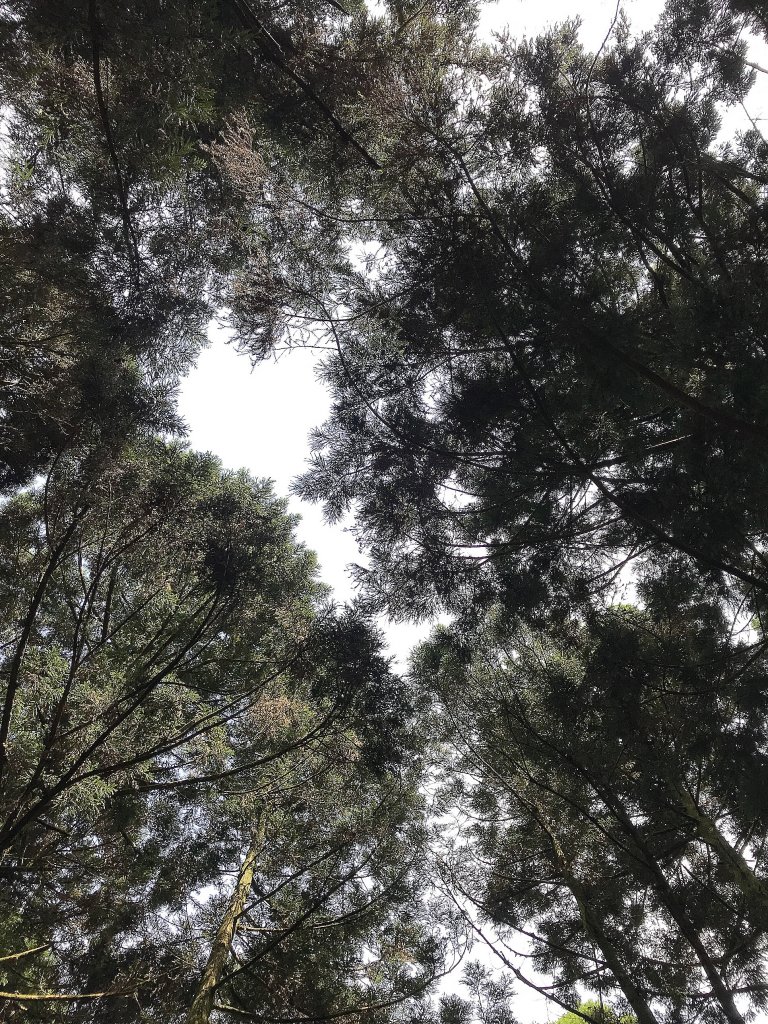 ~  臺北大縱走  第三段  ~_1369553