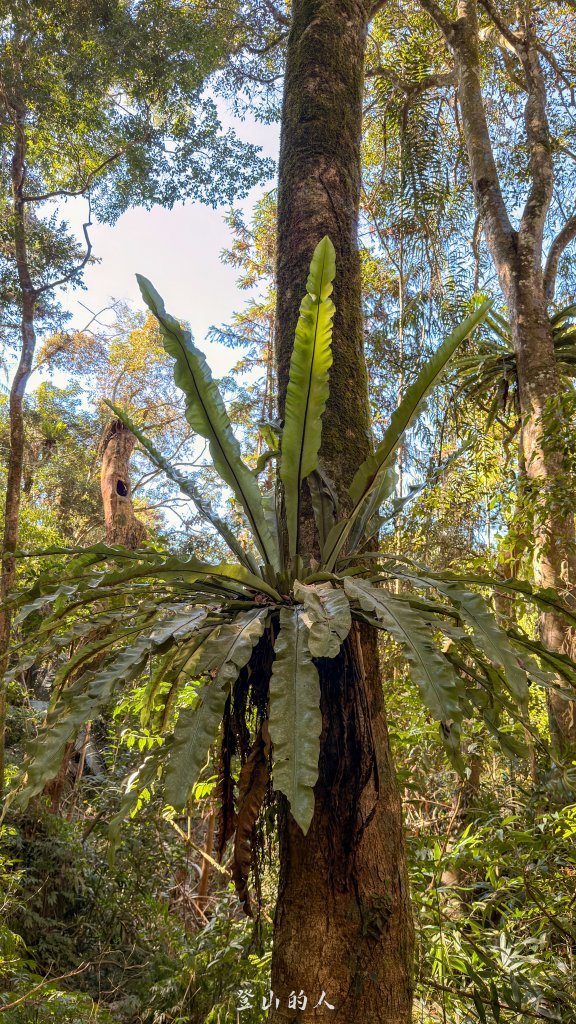 雪山坑環線步道_2988757