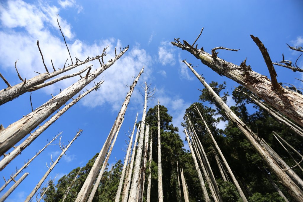水樣森林 第一次在山裡過夜_659406