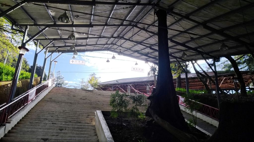 阿里山五奇_306293