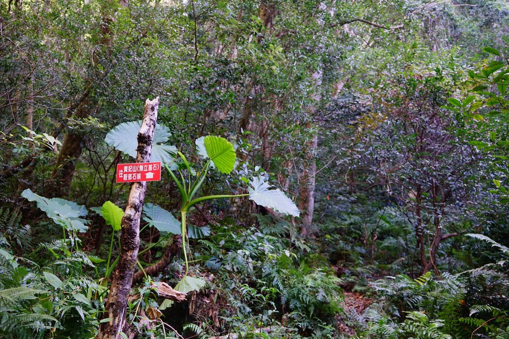 新竹關西鎮 水田林道之貴妃&那結山連走_1539676