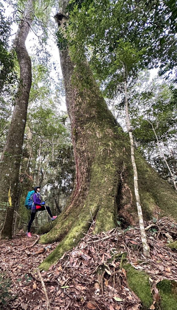 台灣最高如神般存在的大安溪倚天劍巨木探訪_2747949