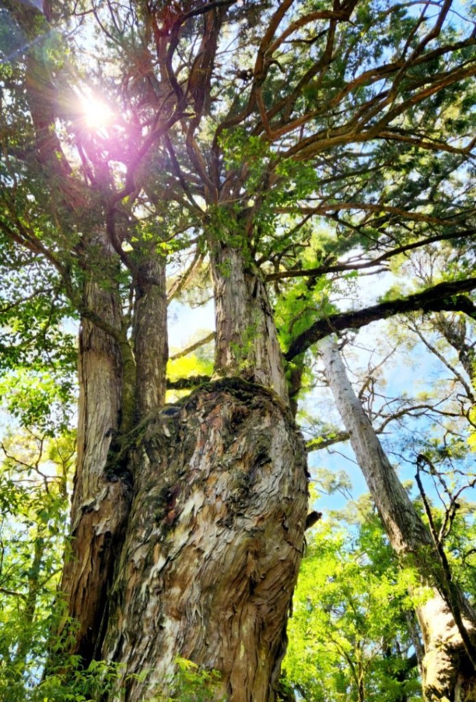 【中級山】是誰，在森林裡施放了魔法與巫術，幽靈草，如此魅惑，魔幻森林塔曼山_2743676