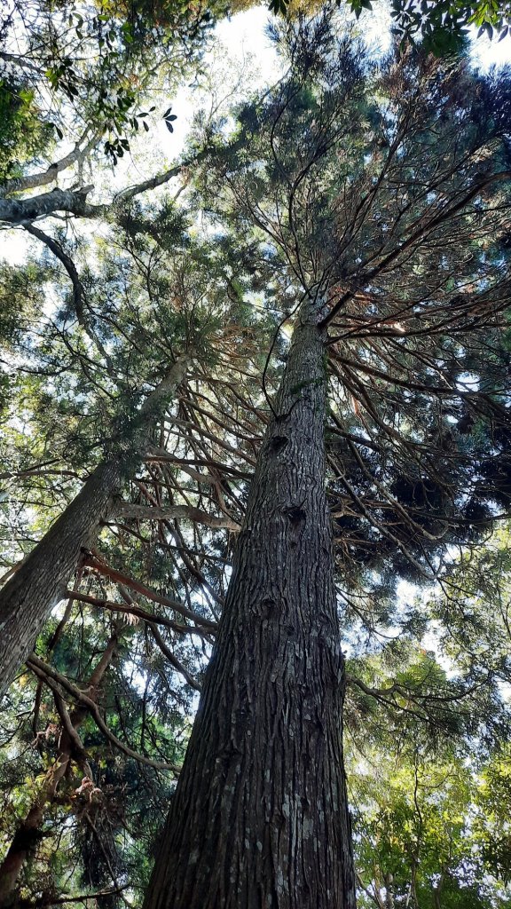 《新竹》斷崖神木｜北得拉曼步道小P繞20251017_2917476