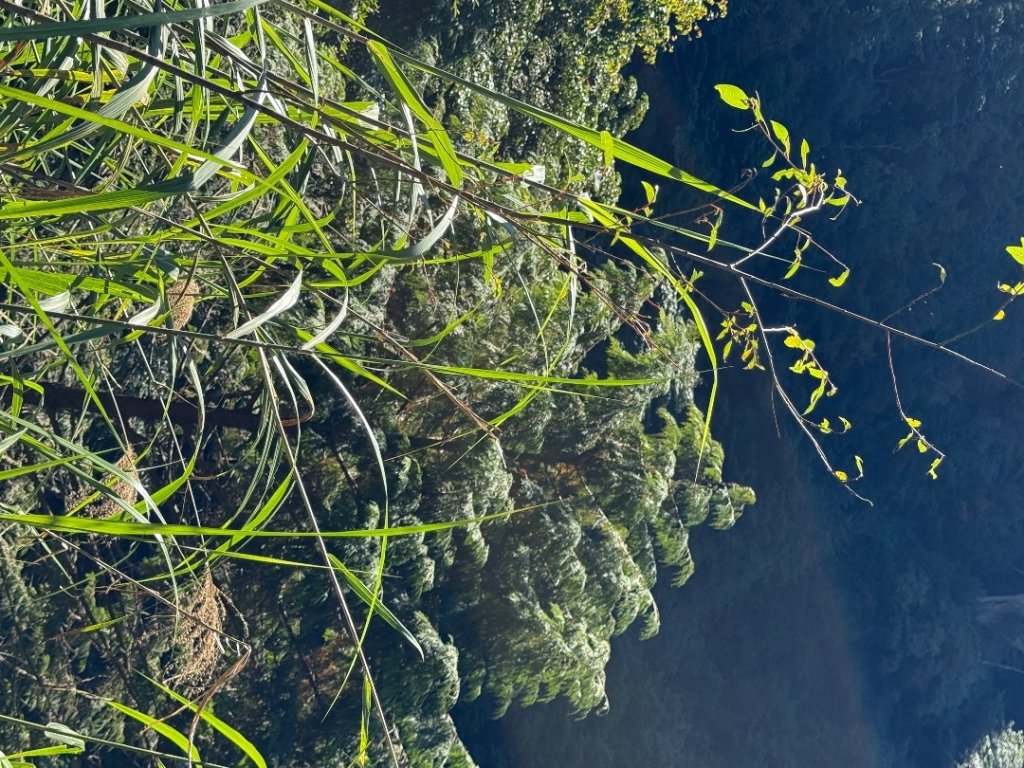 1141122特富野古道_2945881