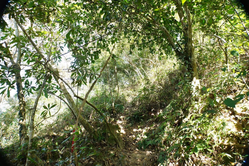 苗栗 卓蘭 白布帆山_2967921