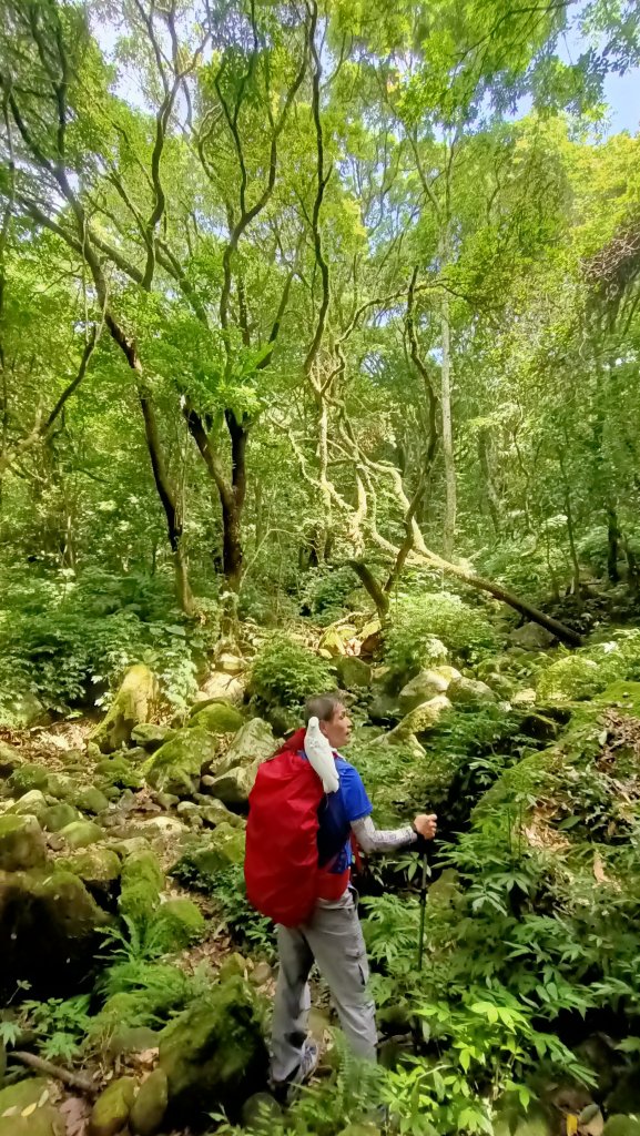 111.06.19 陽明山系 高頂山+北五指山大草原 (荷蘭古道+內雙溪古道)大O型環狀路線_1740422
