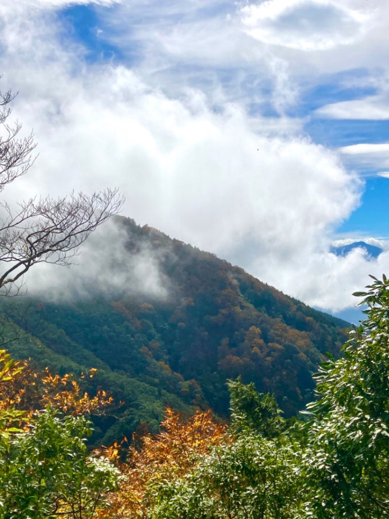 2020上銅山山毛櫸盛開黃金登場_1165363