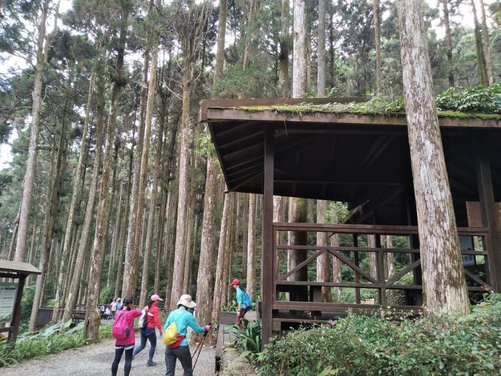 2度強渡關山未竟之藤枝國家森林遊樂區 多納部落 新威森林公園輕鬆走_1880456