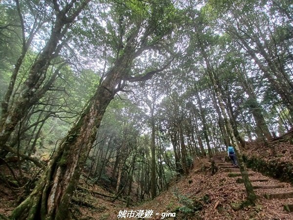 【台中和平】蟲鳴鳥叫迴盪在林間。大雪山國家森林遊樂區-稍來小雪山國家步道封面圖