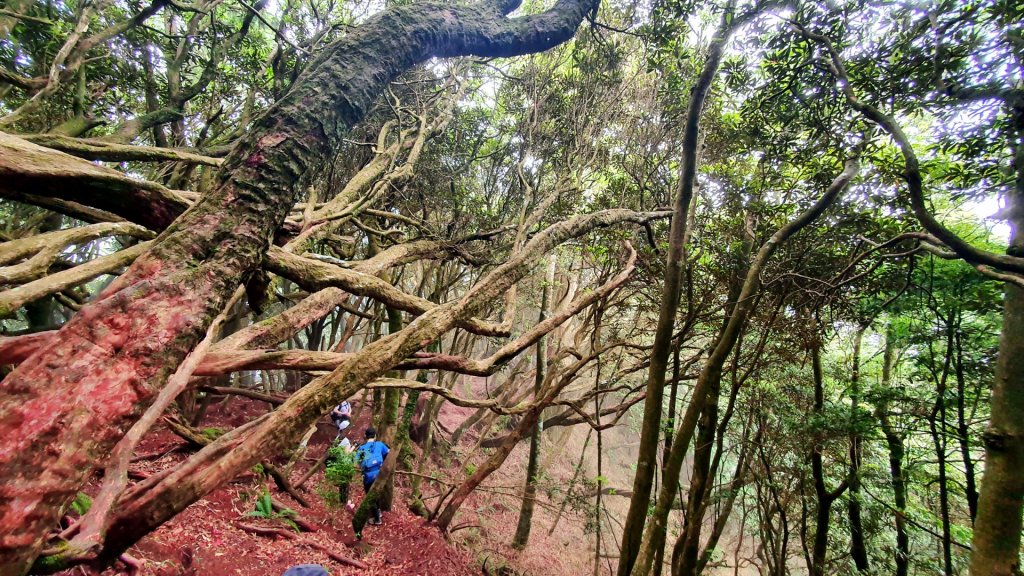 迷霧森林，杉木，魔界幻樹，【中級山】高島縱走封面圖