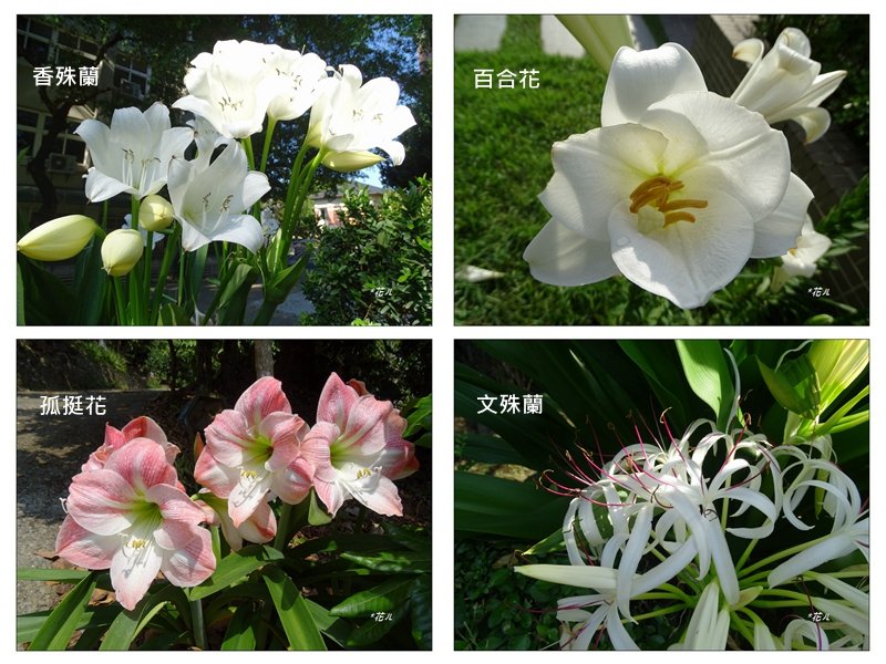 夏日香殊蘭的花開_2180072