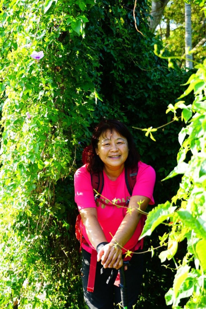 古坑荷苞山步道賞桐花_917434