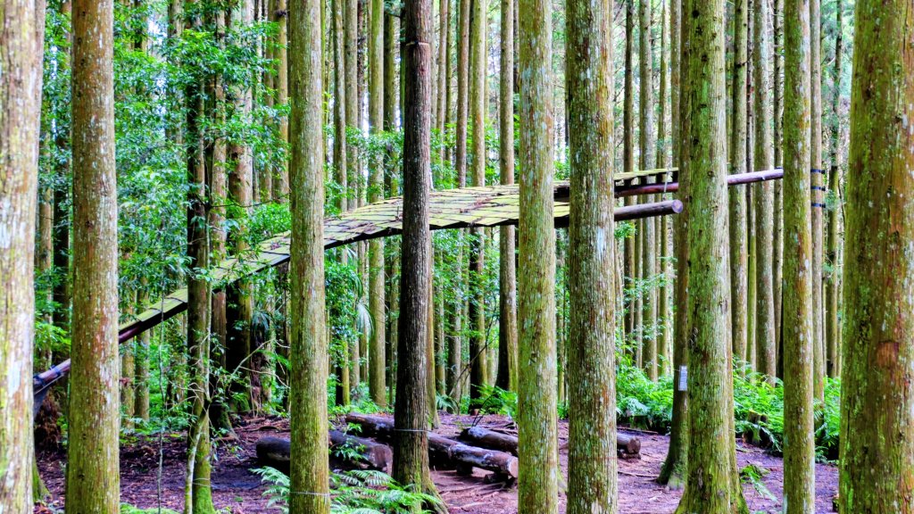 魔幻森林_2882087