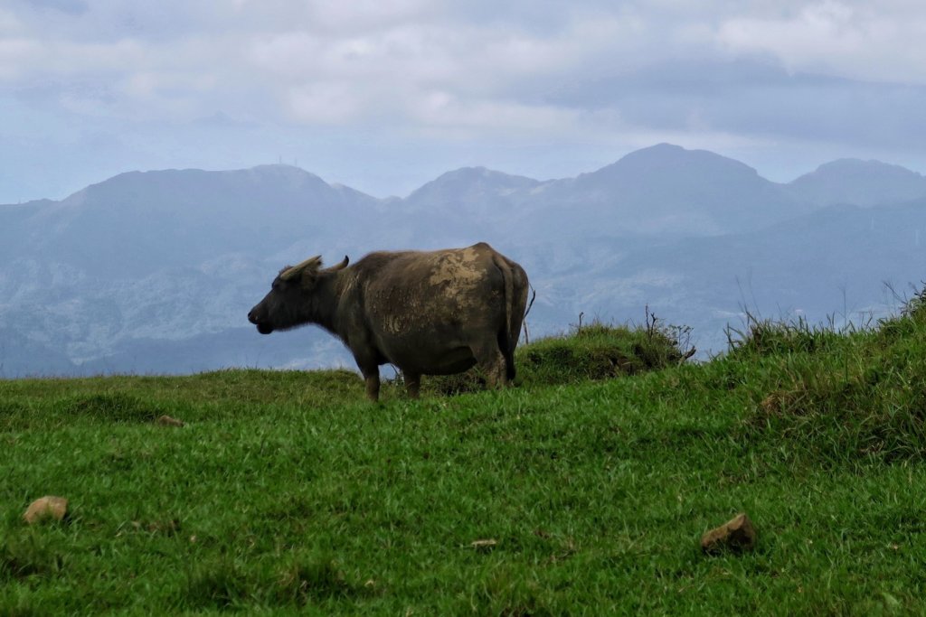 桃源谷步道 大溪上～大里下_1490372