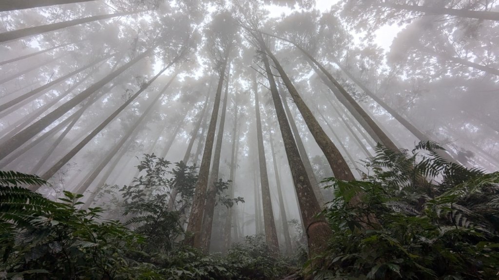 向天湖山步道 (大 O：含三角湖山、光天高山)_2664957