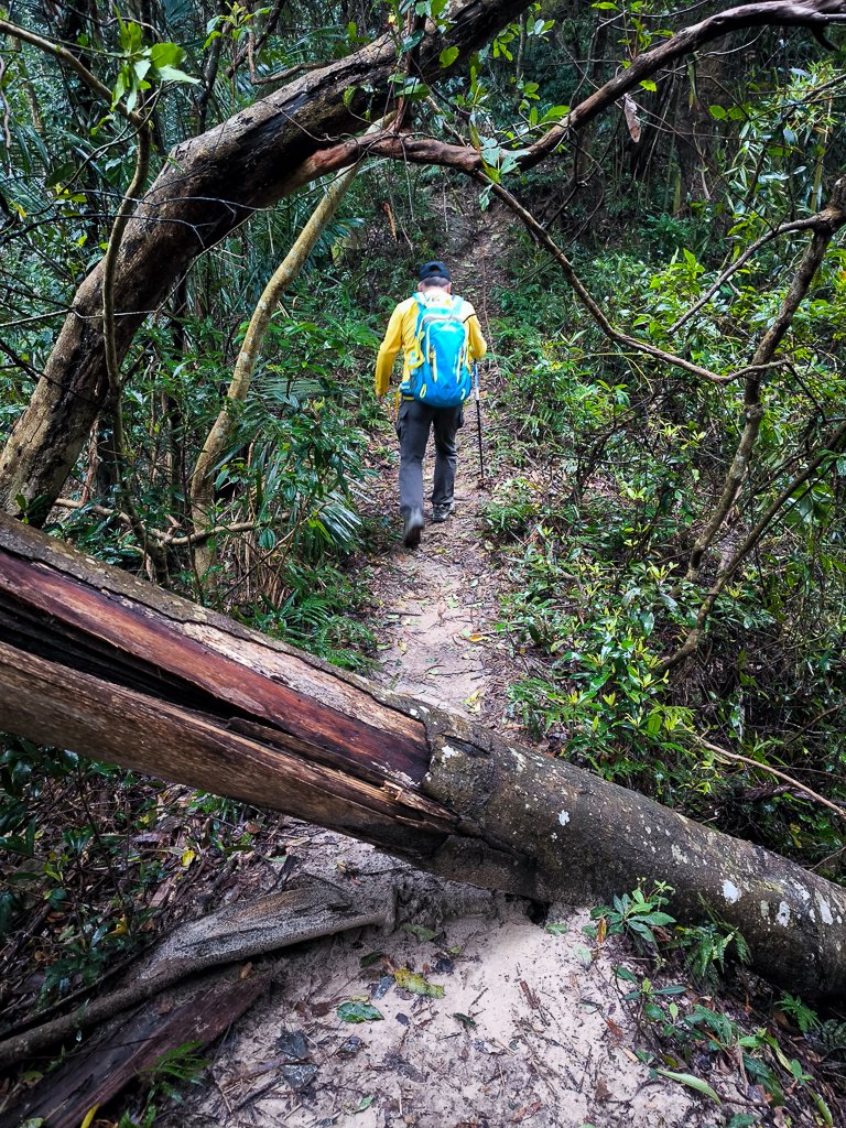 2025-03-08 汶水三山：金童山、汶水山、玉女山 連走_2736508