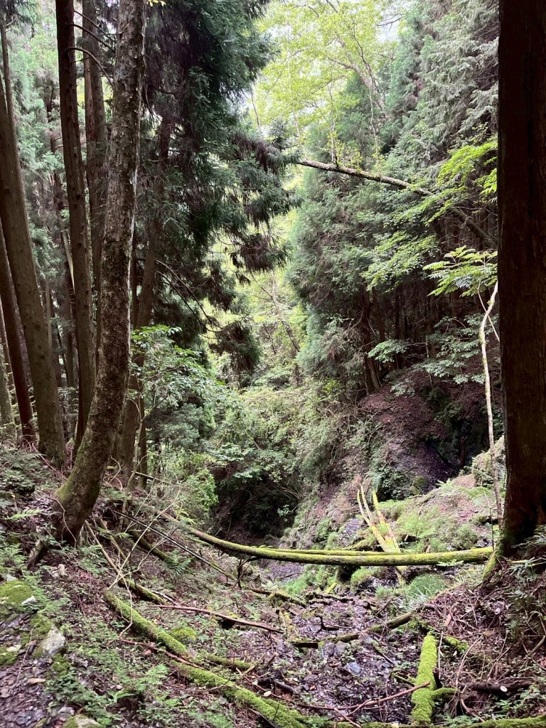 新竹 五峰 觀霧國家森林遊樂區 蜜月小徑+檜山巨木群步道_2811458