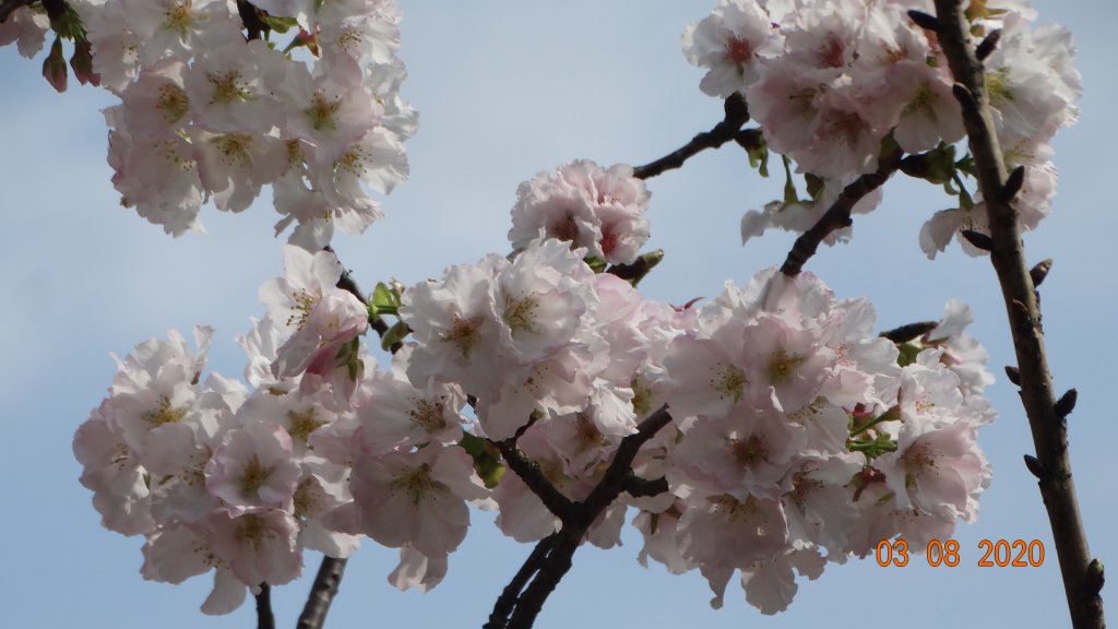 追花是簡單的快樂，賞花是恬淡的幸福。_871263
