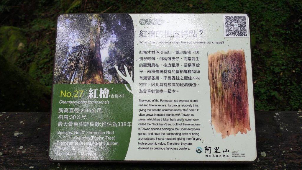 阿里山森遊區-神木步道_2536851
