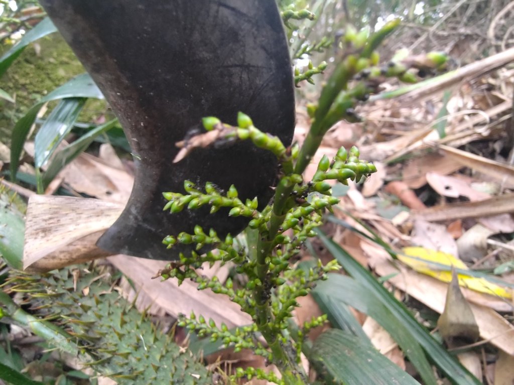 大埔頂坪林_2470095