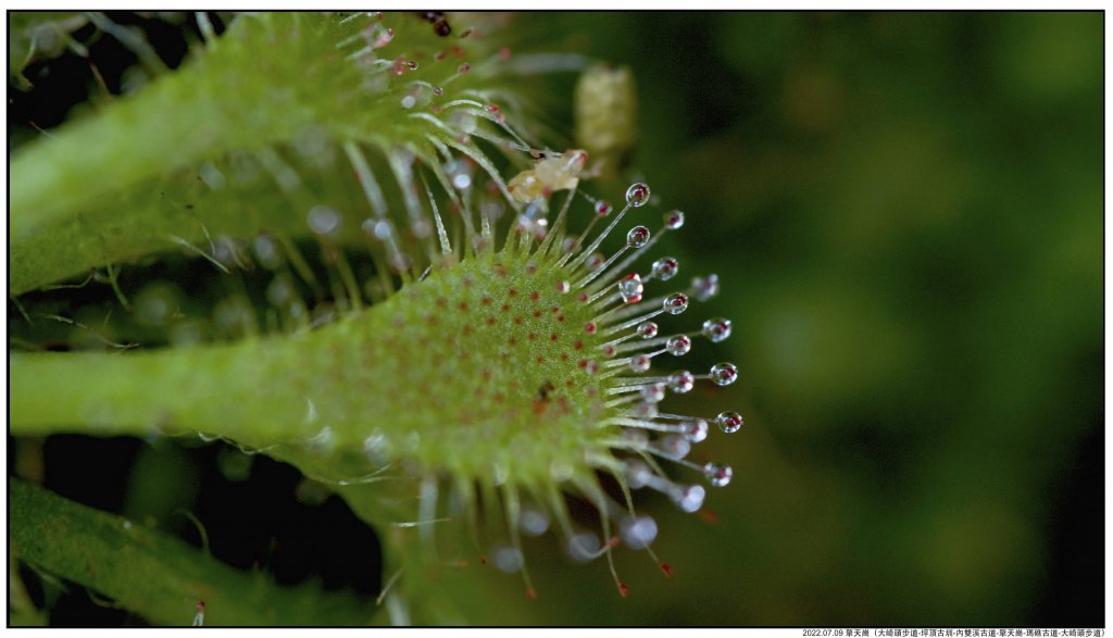 2022.07.09 〖大崎頭步道〗〖內雙溪古道〗【擎天崗】〖瑪礁古道〗【新圳頭山】〖大崎頭步道〗_1775207